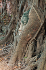 Head of Buddha statue in the tree roots at Wat Mahathat, Ayuttha