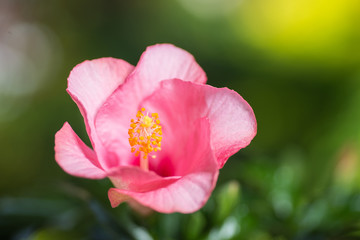 満開のハイビスカス
