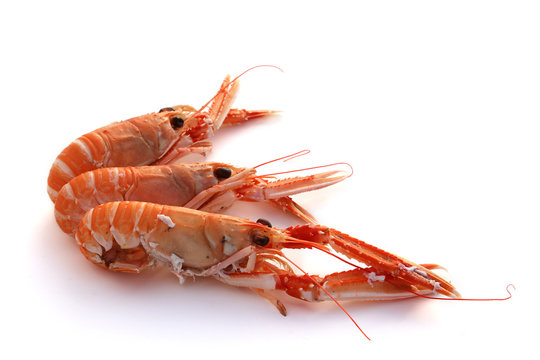 Langoustes