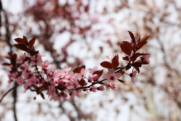 Blooming tree twigs with pink flowers in spring close up