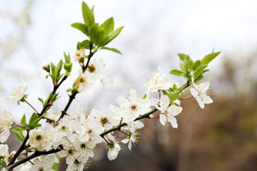 Blooming cherry tree twigs in spring close up