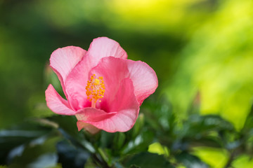 満開のハイビスカス
