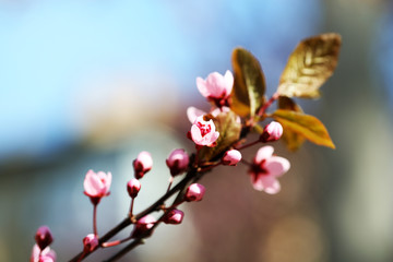 Cherry blossoms over blurred nature background, close up