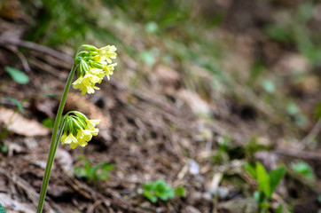 yellow cowslip