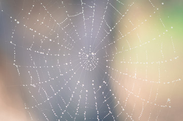spider web