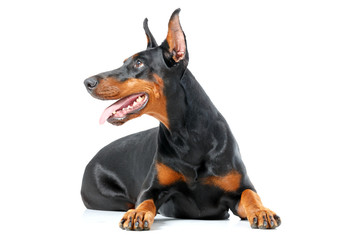 Lying playful dobermann pinscher on isolated white background 