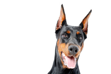 Portrait of dobermann pinscher with opened mouth 
