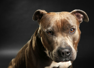 American Staffordshire Terrier, close-up, on dark background