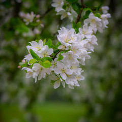 inflorescence of apple tree