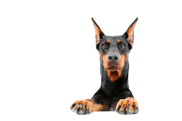 Doberman pinscher emerging from behind 