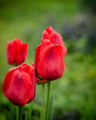tulips