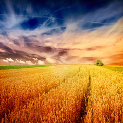 sunset over wheat field