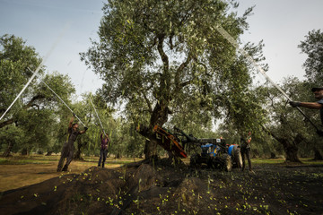 raccolta olive puglia © angelo chiariello