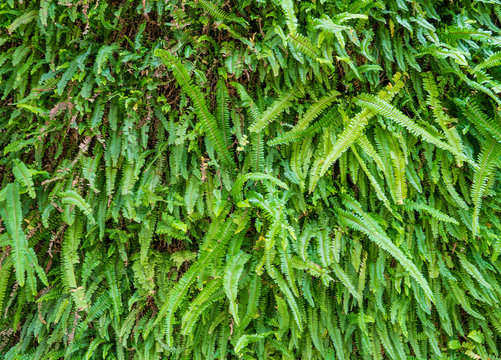 Nature Green Fresh Fern Background