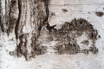 Tree bark texture