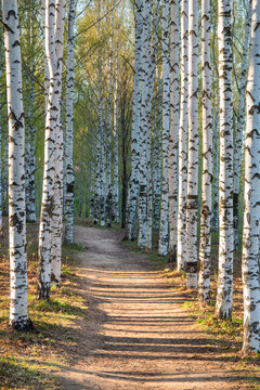 Fototapeta Sunny pathway in  birch park