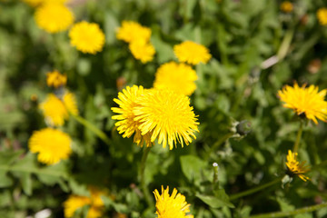 dandelion