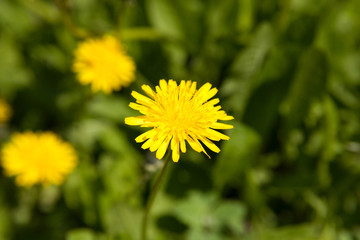 dandelion