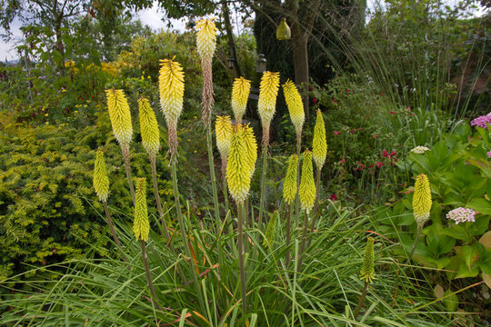 Yellow Kniphofia blooming in English country garden.