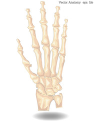 Human Hand Bones Anatomy Isolated On White Vector