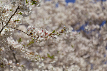 Cherry blossom on a Sakura tree