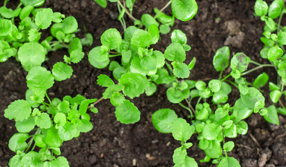 Top view of green young seedlings.