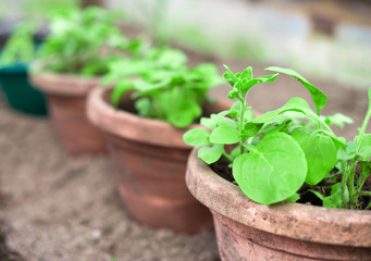 View of the many pots with seedlings.