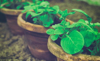 View of the many pots with seedlings. Vintage effect.