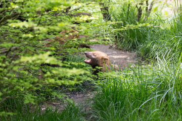 Chiens de forêt qui aboie
