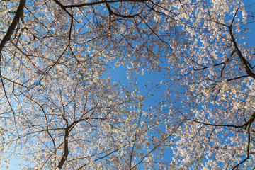 Cherry Blossom Tree Canopy