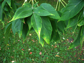 green leaves and branches of a tree