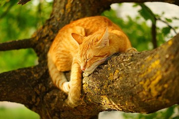 Рыжий кот на дереве