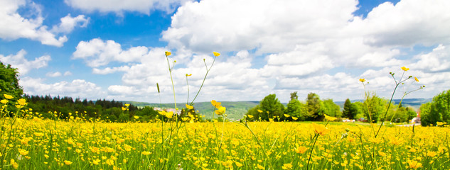 Gelbe Blumenwiese  © Jürgen Fälchle