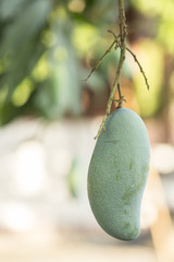 Single Green Mango on the tree