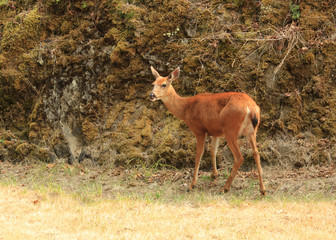 Wapiti dans les forêts canadiennes de l'ouest