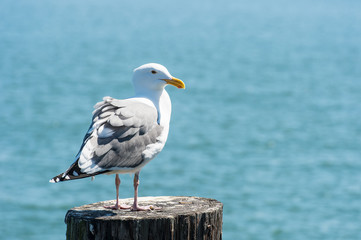 Seagull in San Francisco bay