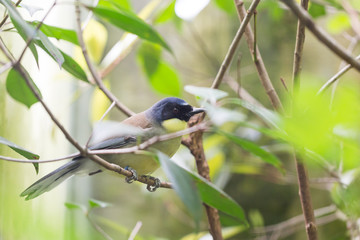 Oiseau Garrulaxe de Courtois
