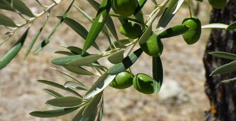 Aceitunas Jaén © cuestin