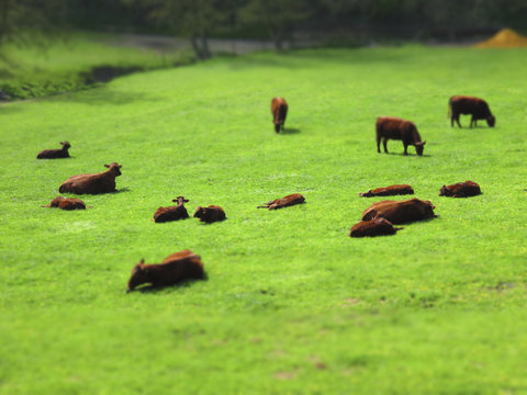 Vaches dans le pr&eacute; - Effet tilt shift
