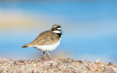 Little ringed plover