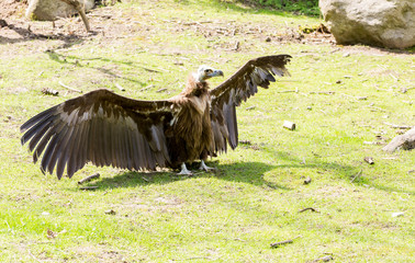 Vautour moine