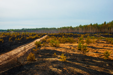 Fototapeta na wymiar fire in a pine forest