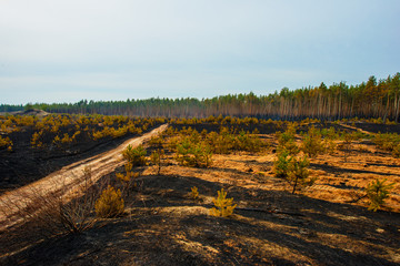 Fototapeta premium fire in a pine forest