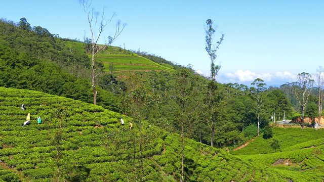 Women from Sri Lanka harvested tea leaves in Nuwara Eliya

