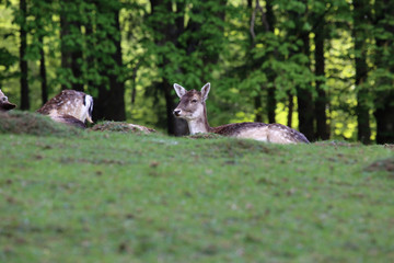 Deers resting and grazing in forest