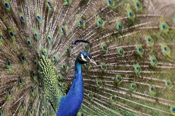 Obraz premium Blauer Pfau balzend