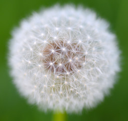 Dandelion/Spring dandelion close-up