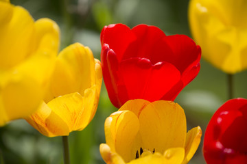 Tulpen