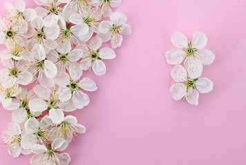 Fototapeta na wymiar spring blossom flowers on empty pink paper background