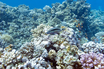 Naklejka na ściany i meble colorful coral reef with exotic goatfish , underwater